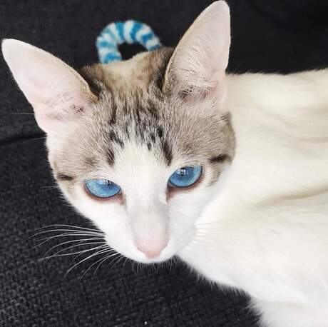 Bold blue eyes