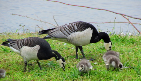 2013 06 10 brandganzenfamilie.jpg