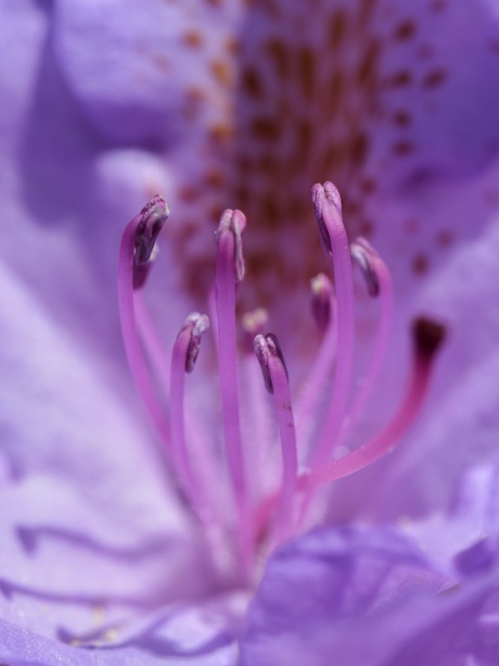 Rhododendron