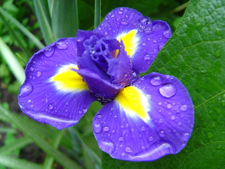 Blauwe Iris na regen