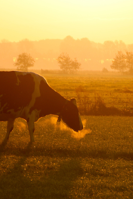 Goedemorgen koe