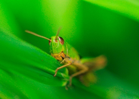 green in green