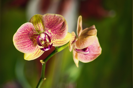 De orchidee... foto coenjaerts - Natuur - Zoom.nl