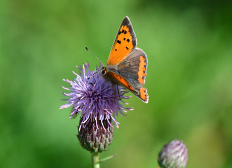 Vlinder op distel