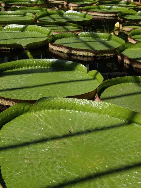 Victoria amazonica