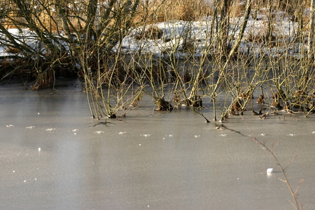 Toekomstig veen