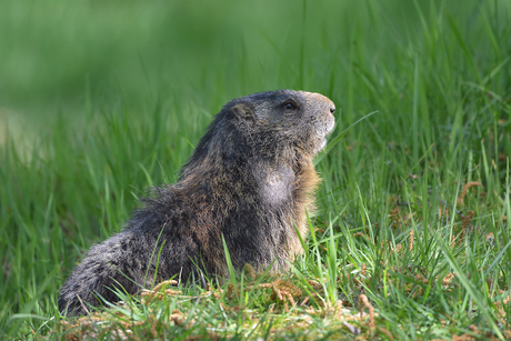 Marmot