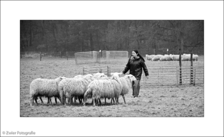 Sheepgirl