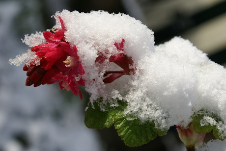 Ribes met sneeuw