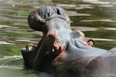 Nijlpaard