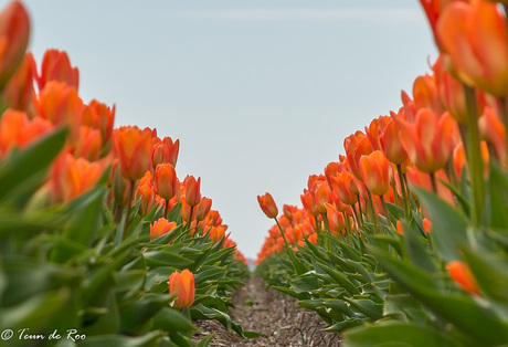 Tulpen2017-4