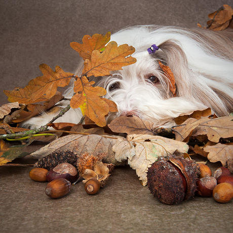Lief en lui herfst hondje
