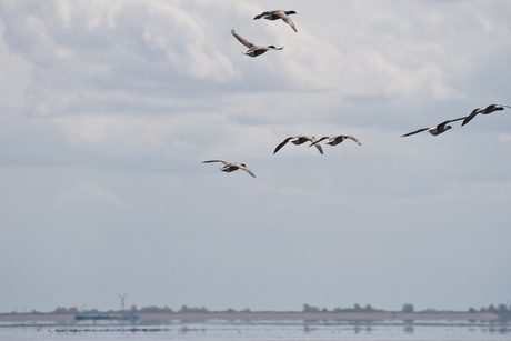 't Wad bij Ameland