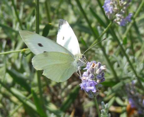 Koolwitje op lavendel