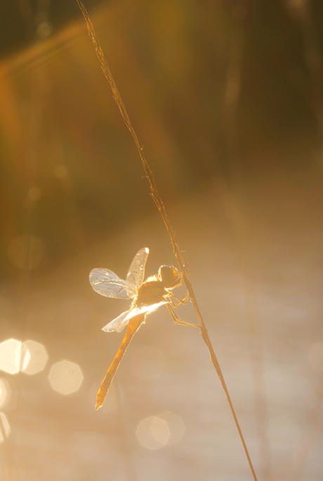 Rays