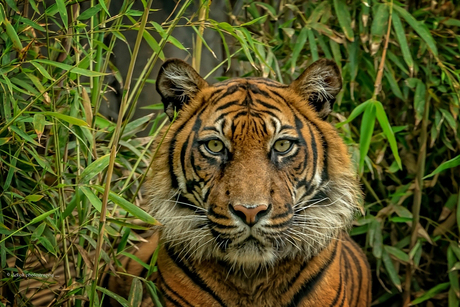 Sumatraanse tijger ....