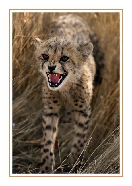 2006.10.11 Namibia Cheetah.jpg