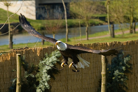 Ben de Bold Eagle