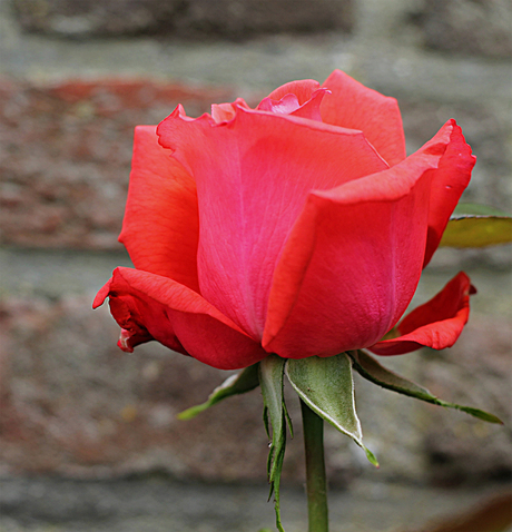 Rode Rose in knop
