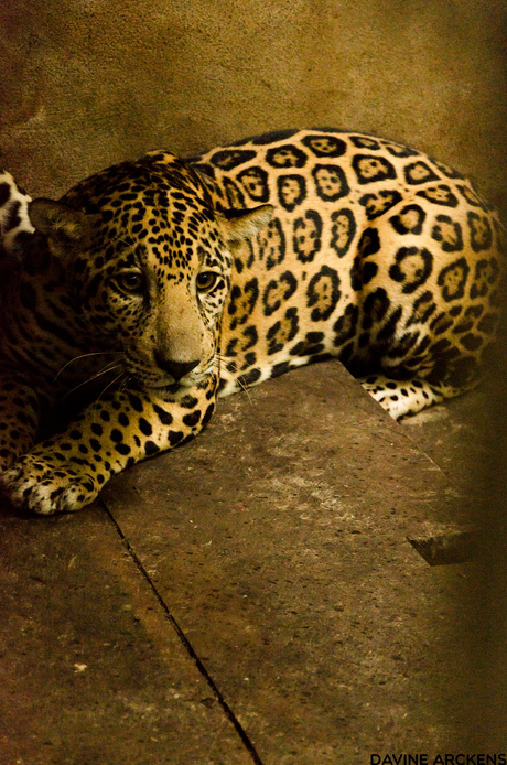 Jaguar