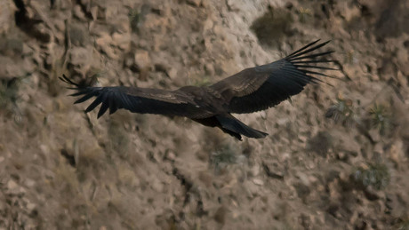 Condor flies Colca canyon