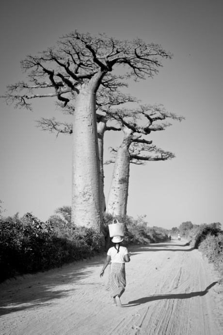 Baobab Avenue Madagascar