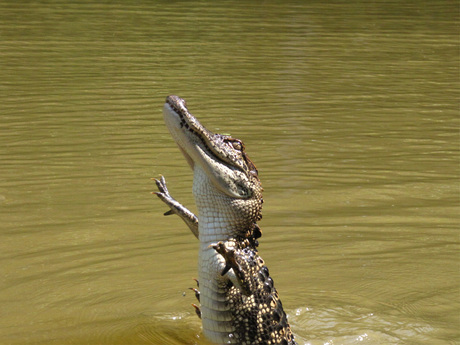 alligator.jpg