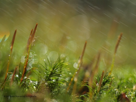 Regen boven het mos