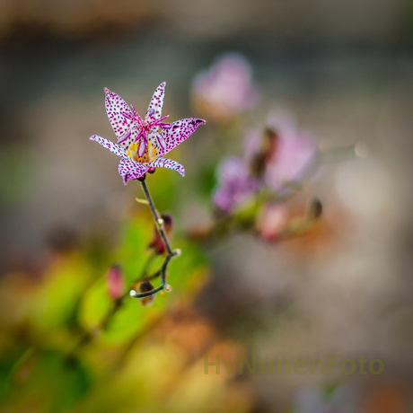 161009 Paddenlelie Achtertuin-3753