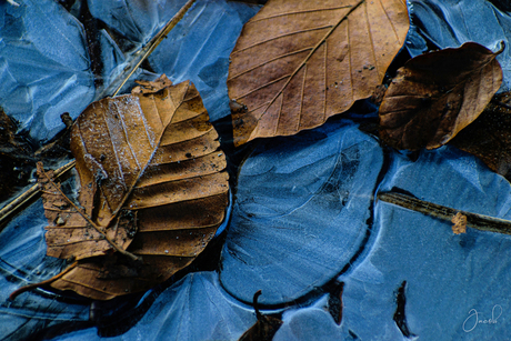 Leaves and ice