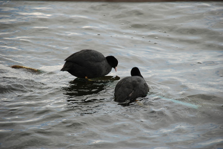 Familie Waterhoen