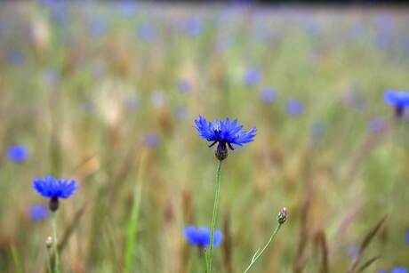 Blue flower