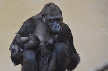 Gorilla met jong.