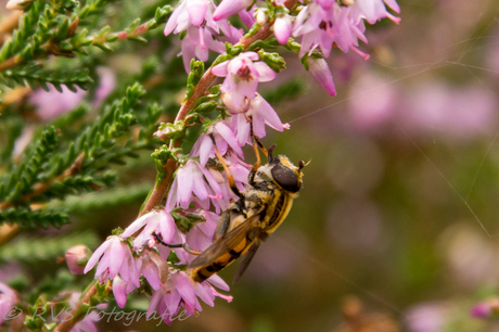 Zweefvlieg op hiedebloem