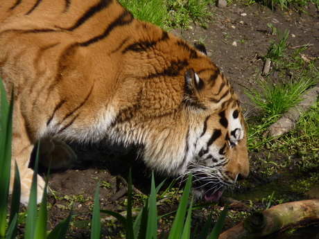 Dorstige tijger