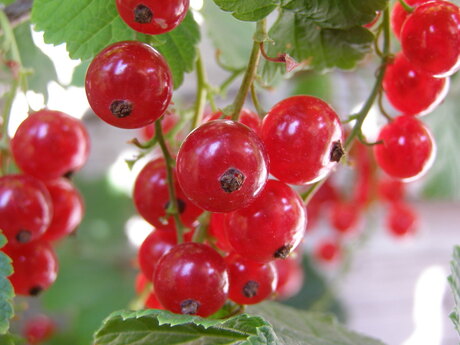 Bessen uit eigen tuin