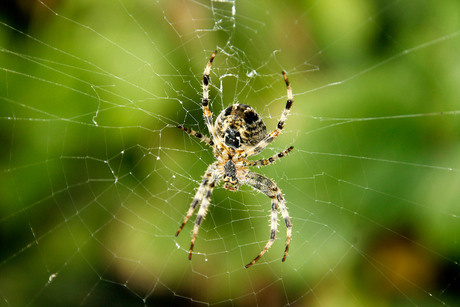 Spider in a web