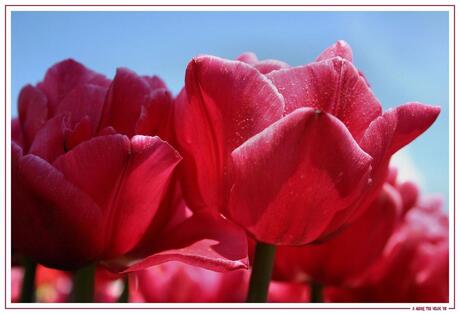 Roze tulpen