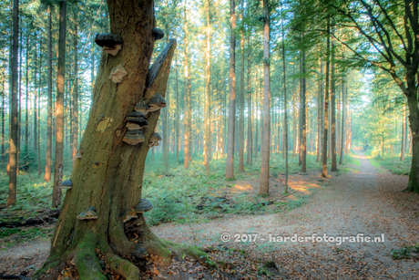 Zonnestralen in het bos