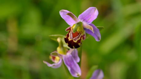 Bijenorchis Zuid-Limburg