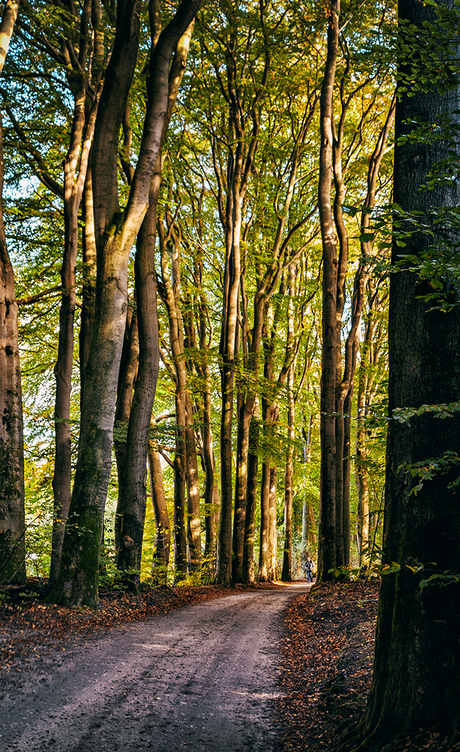 Bos in de herfst