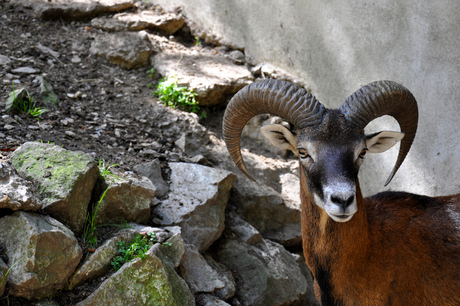 Steenbok