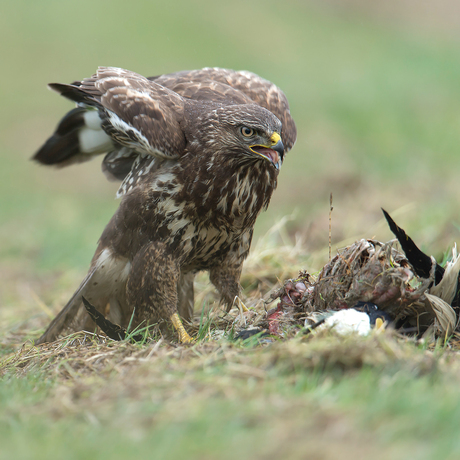 Buizerd