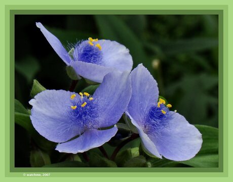 Mystery Flowers