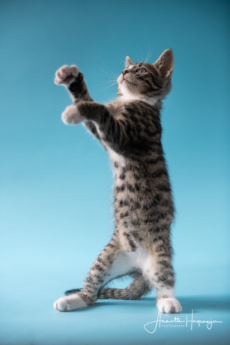 Fotografie groep: Katten, en rest - Zoom.nl