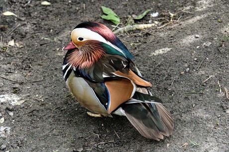 Manderijn eend