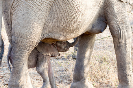 baby olifantje