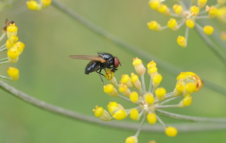 In Een Veld Van Geel