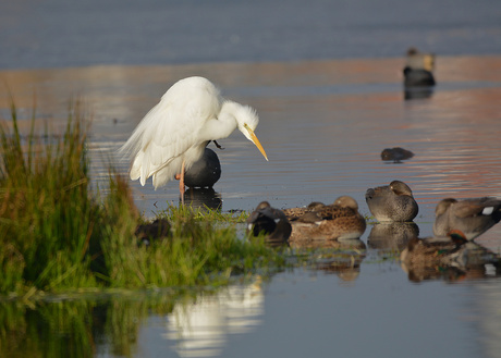 Grote Zilverreiger