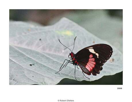 Heliconius